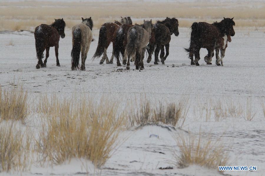 Spring snow falls on grassland in NW China