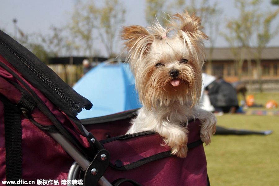 Group wedding ceremony held for dogs