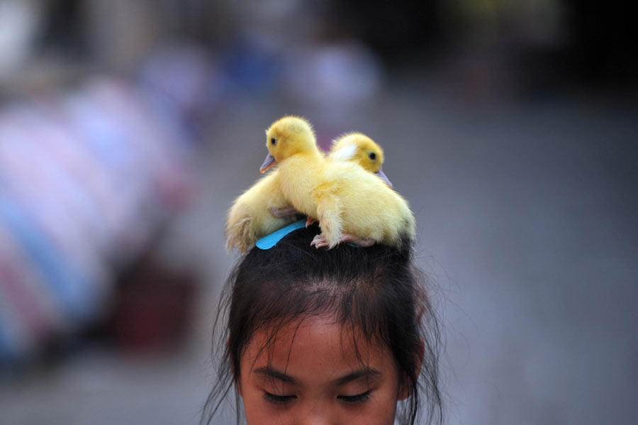 Children of shantytown play with pets