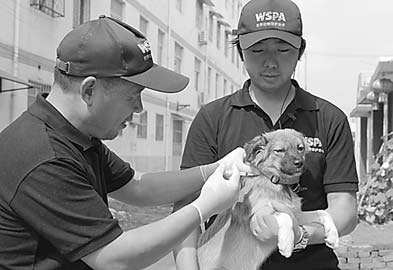 Mass rabies vaccinations called for