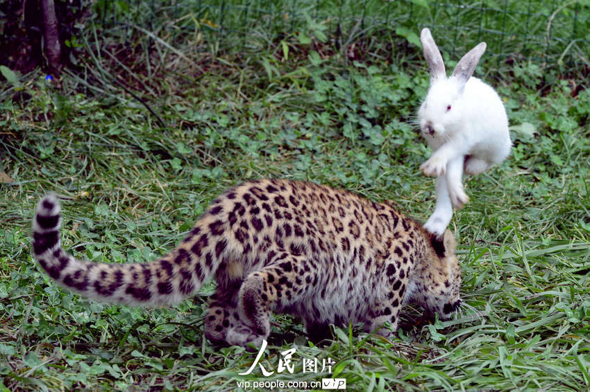 動物園內幼年獅虎豹不敵大白兔 紛紛被嚇住