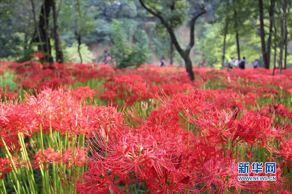 日本最大的曼珠沙華簇生地迎來花開時節(組圖)