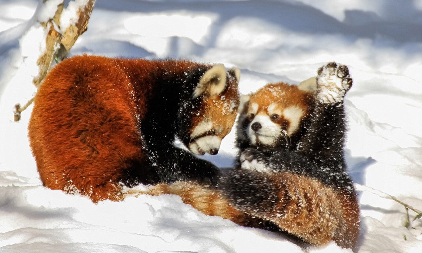 逗趣！美動物園小熊貓雪中嬉鬧打滾(組圖)