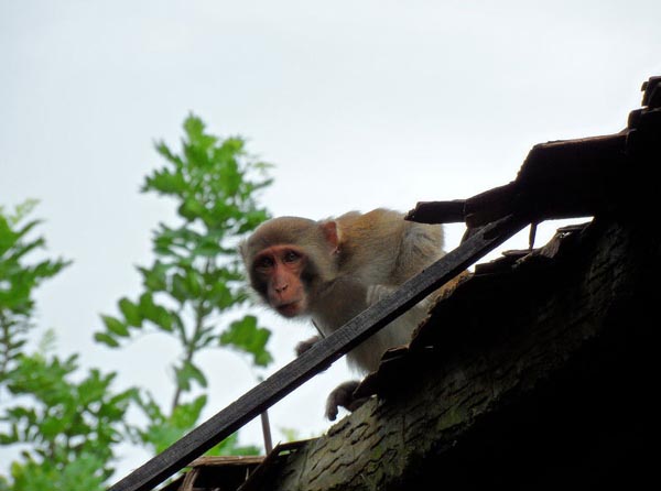 Trip to Monkey Island in Hainan