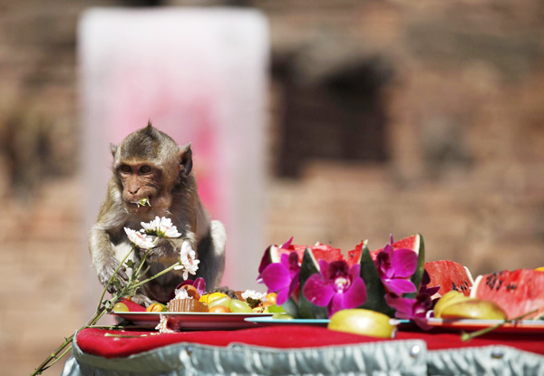 Monkey Buffet Festival