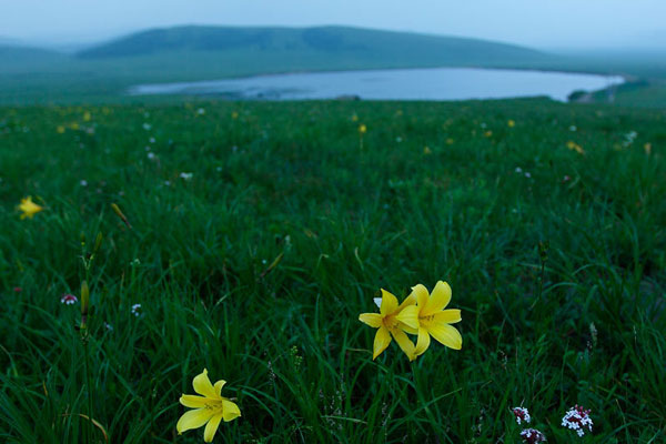 The flower landscape of Bashang Grassland