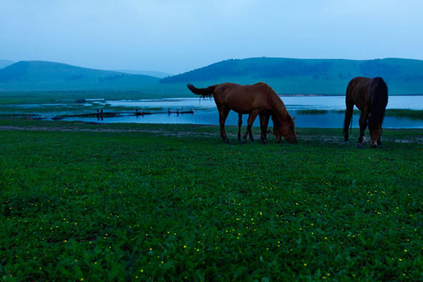 The flower landscape of Bashang Grassland