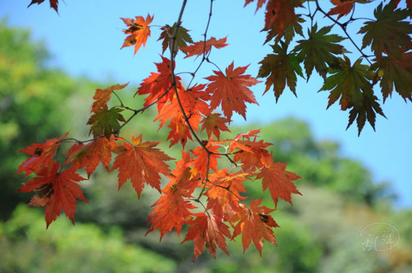 Dandong's beautiful scenery in autumn