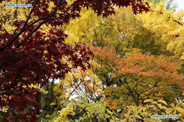 Autumn scenery in Seoul, S Korea