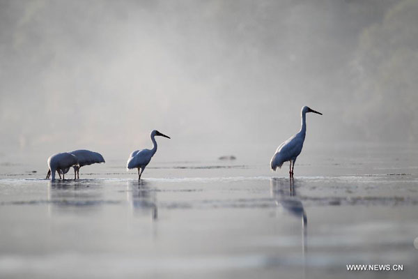 White cranes in Sikou township of Wuyuan county