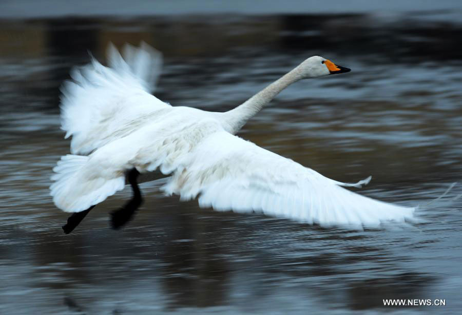 Whooper swans spend winter in Rongcheng city