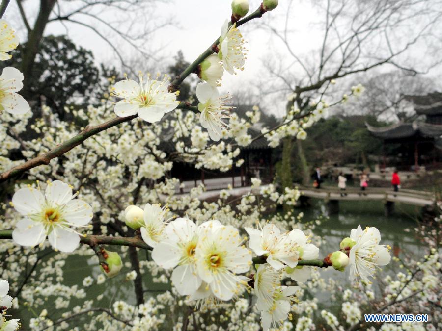 Scenery of plum blossoms in China's Jiangsu