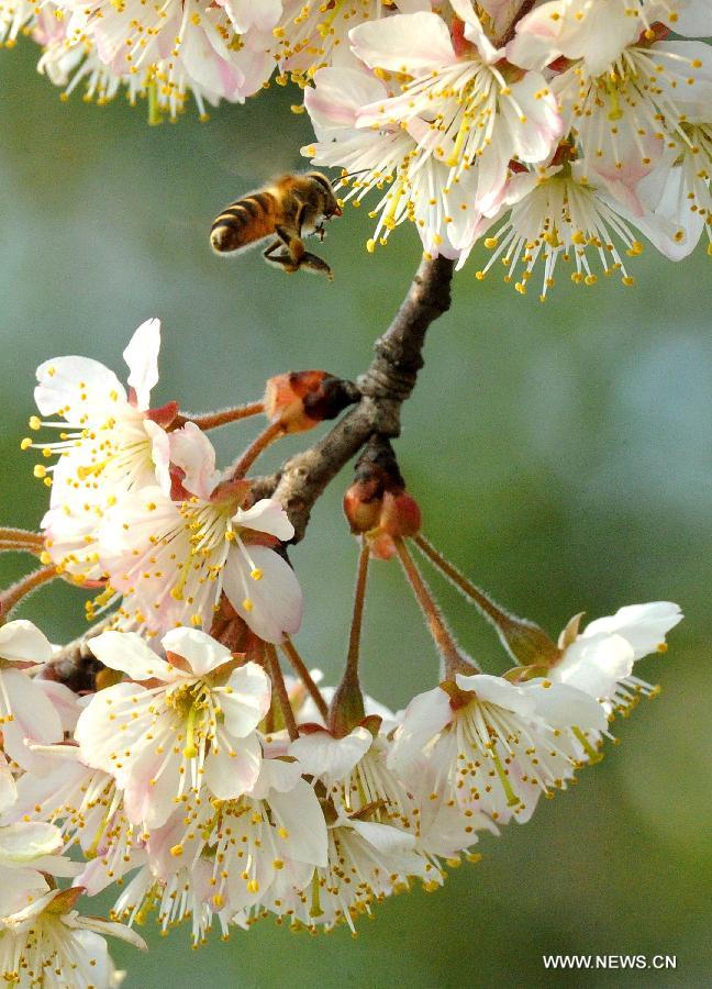 Flowers blossom around China