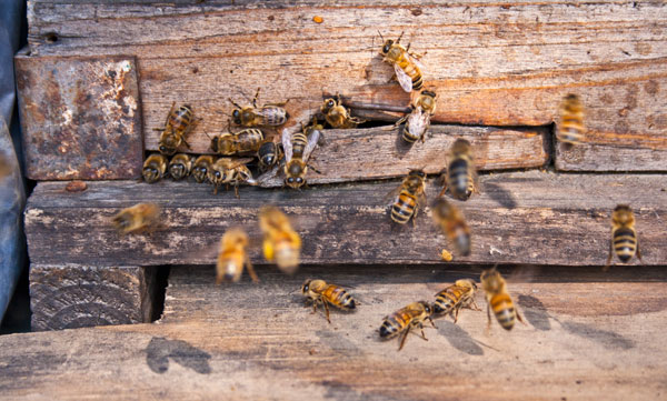 Apiculture Museum - What's all the buzz about?