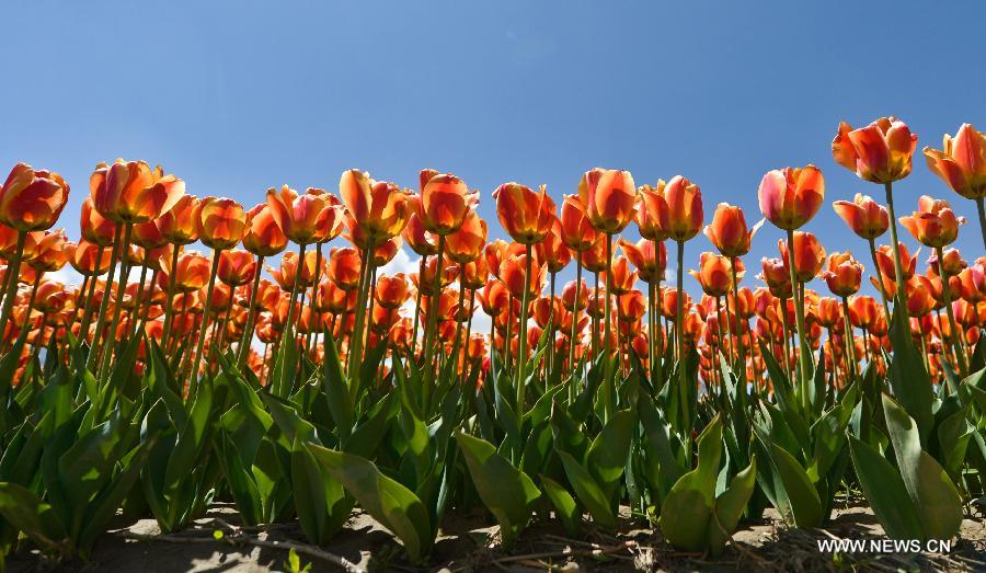 Tulip flowers blossom in China's Tibet and Qinghai