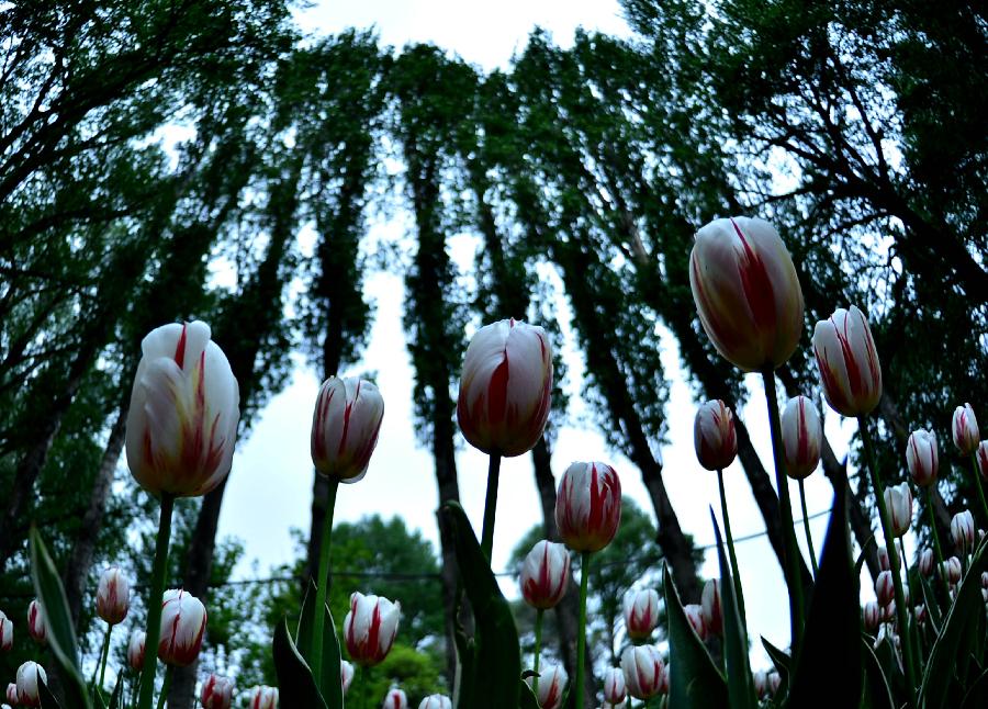 Tulip flowers blossom in China's Tibet and Qinghai