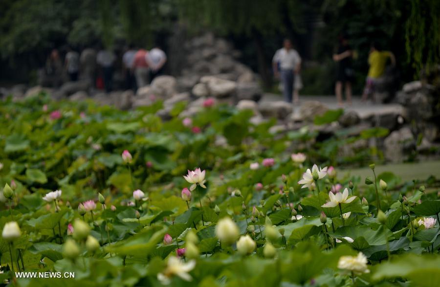 Lotus flowers bloom in Lianhu lake park in China's Xi'an