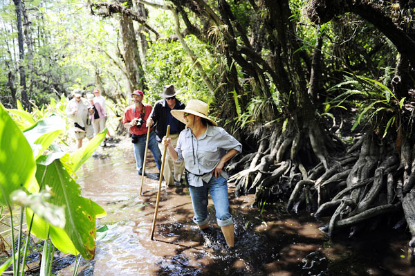 A swampy walk on the wild side