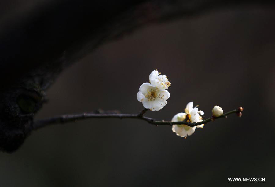 Plum blossoms in Nanjing