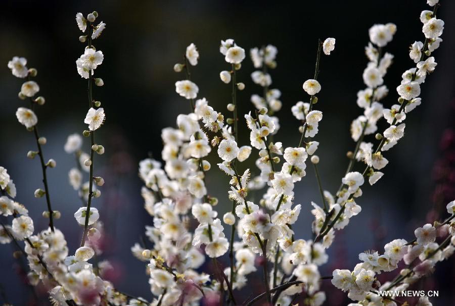 Plum blossoms in Nanjing