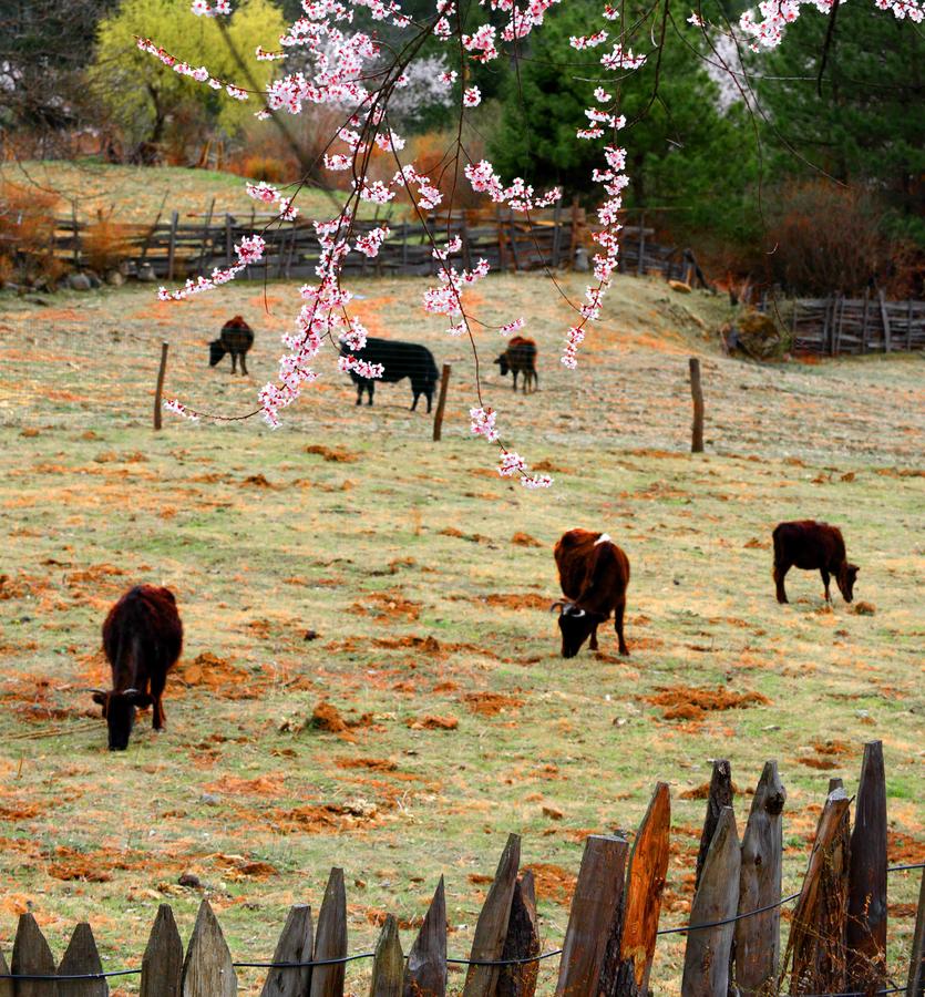 Peach flower destination: Galang village in Tibet