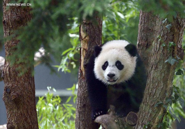 US zoo celebrates first birthday of panda Bao Bao