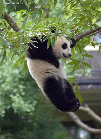 US zoo celebrates first birthday of panda Bao Bao