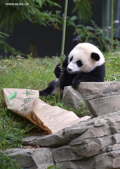 US zoo celebrates first birthday of panda Bao Bao