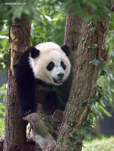 US zoo celebrates first birthday of panda Bao Bao