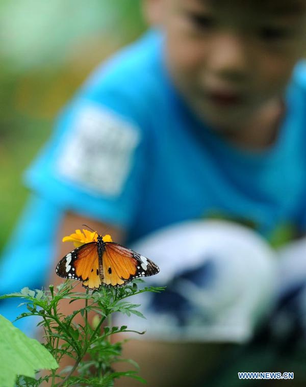 Butterfly carnival held in E China's Anhui