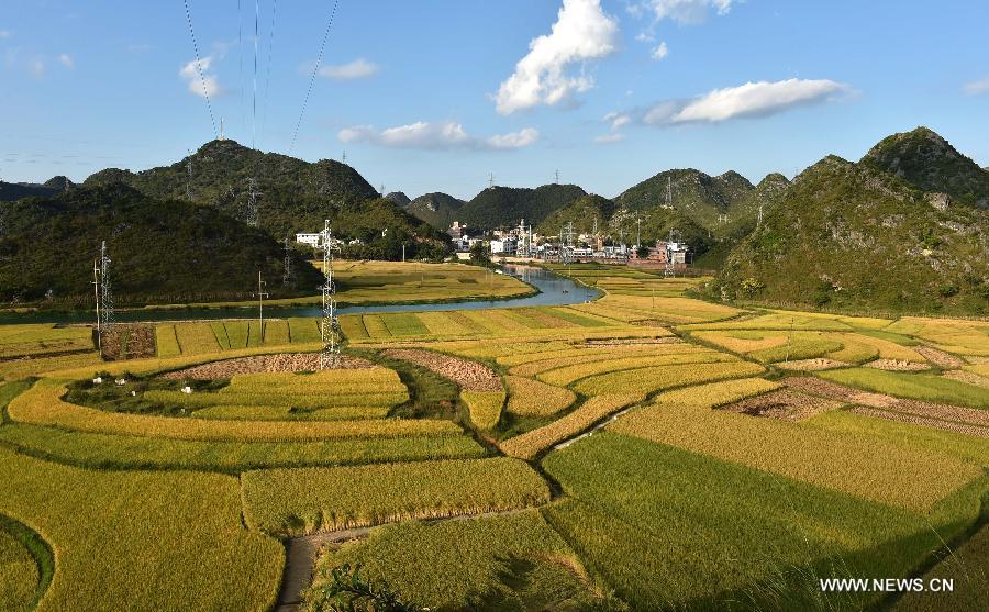 Scenery of rice fields in SW China's Yunnan