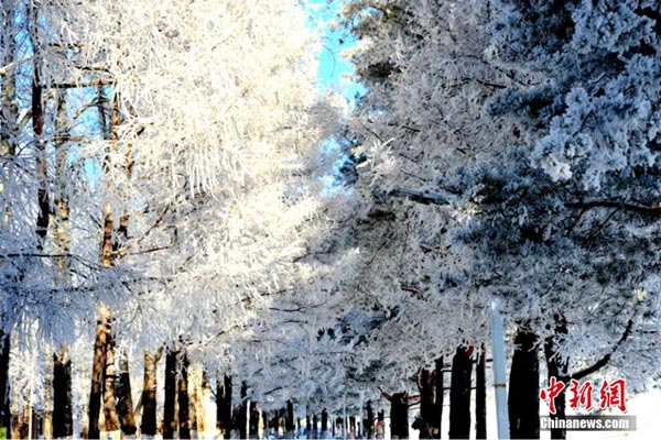 Beautiful rime in NE China's Great Khingan Mountains