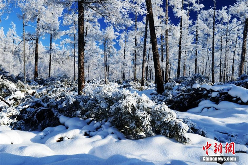 Rime blankets Inner Mongolia