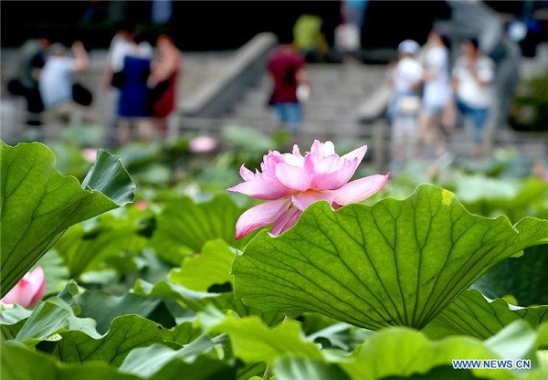 Lotus flower show kicks off in China's Henan