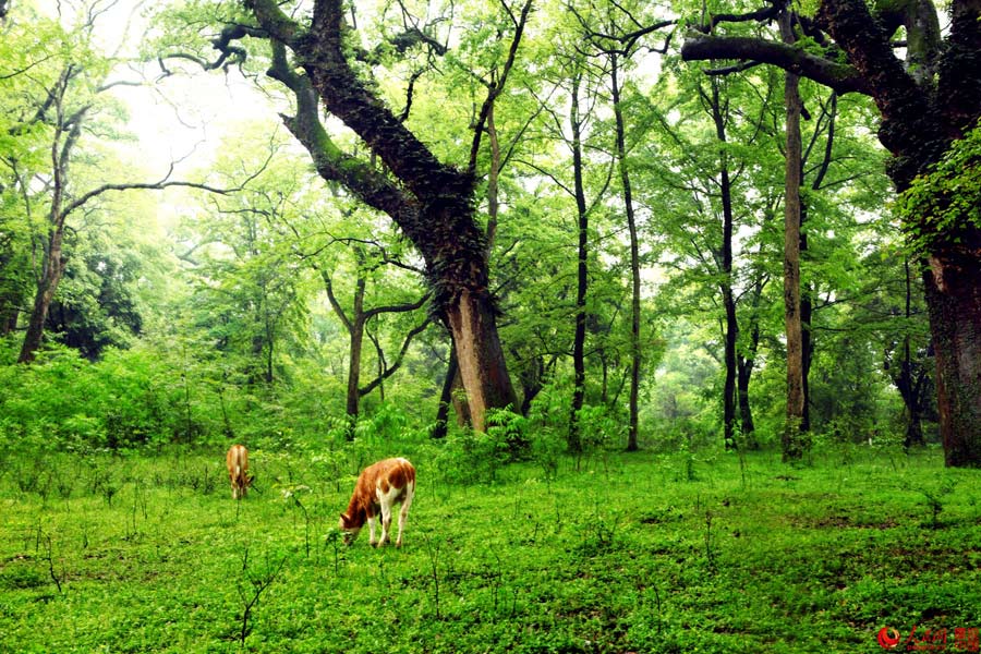 Picturesque Mazhou Forest in Jiangxi