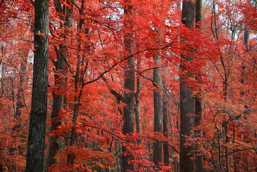 Autumn's colorful wardrobe