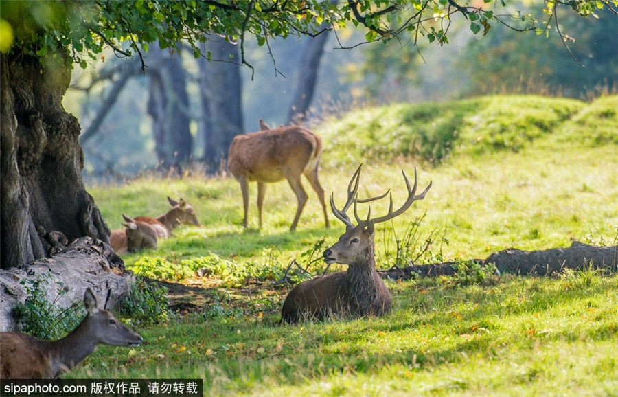 Autumn sees a myriad of colors across Britain