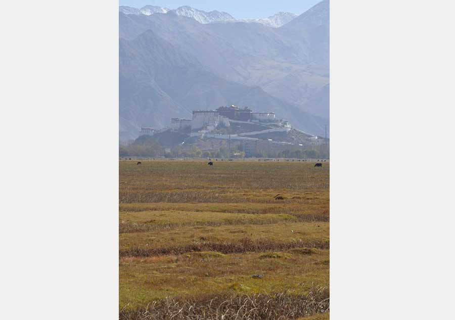 Lhalu wetland: highest natural wetland in China