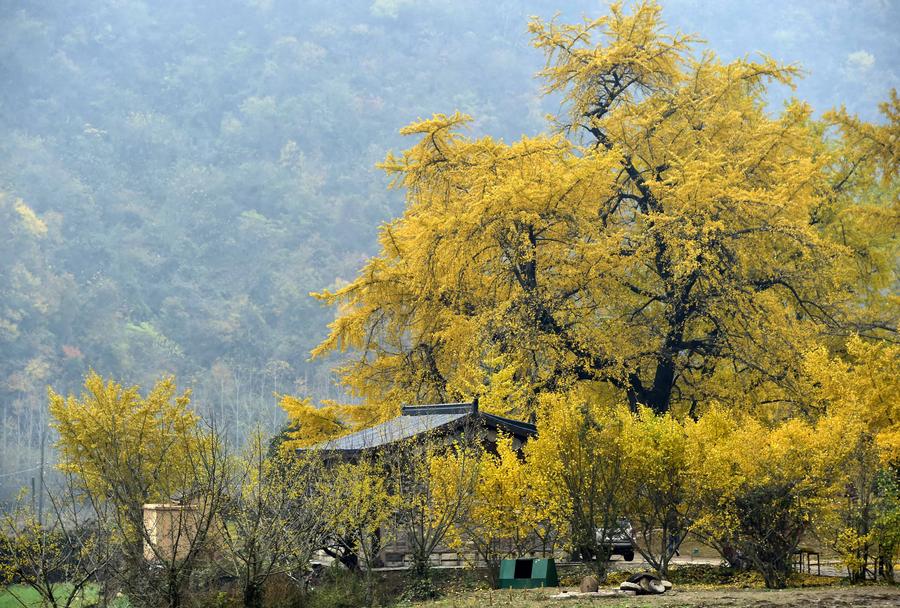 Ginkgo trees seen at ginkgo valley in Hubei