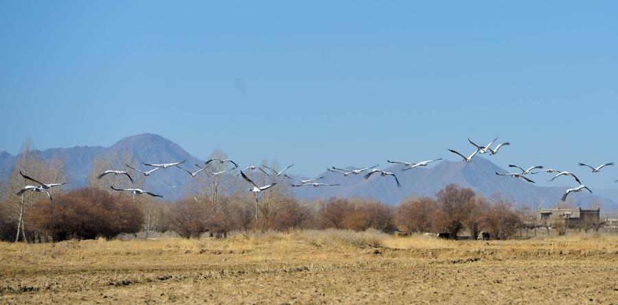 Black-necked cranes seen along Yarlung Zangbo River