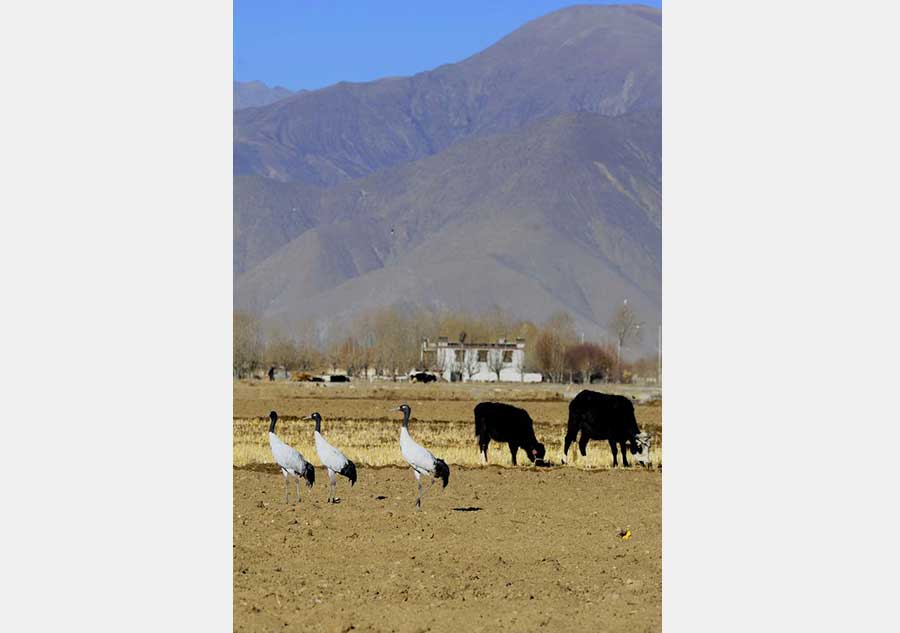 Black-necked cranes seen along Yarlung Zangbo River