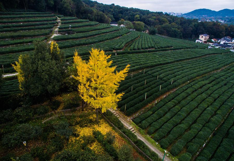 West Lake scenic area embraces a colorful winter scene