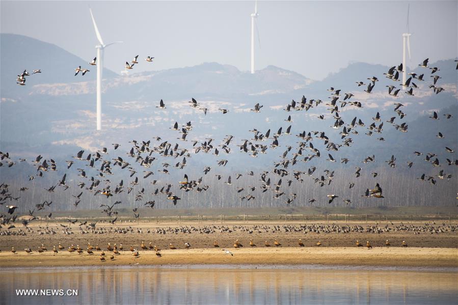 Swans fly over Poyang Lake in Jiangxi