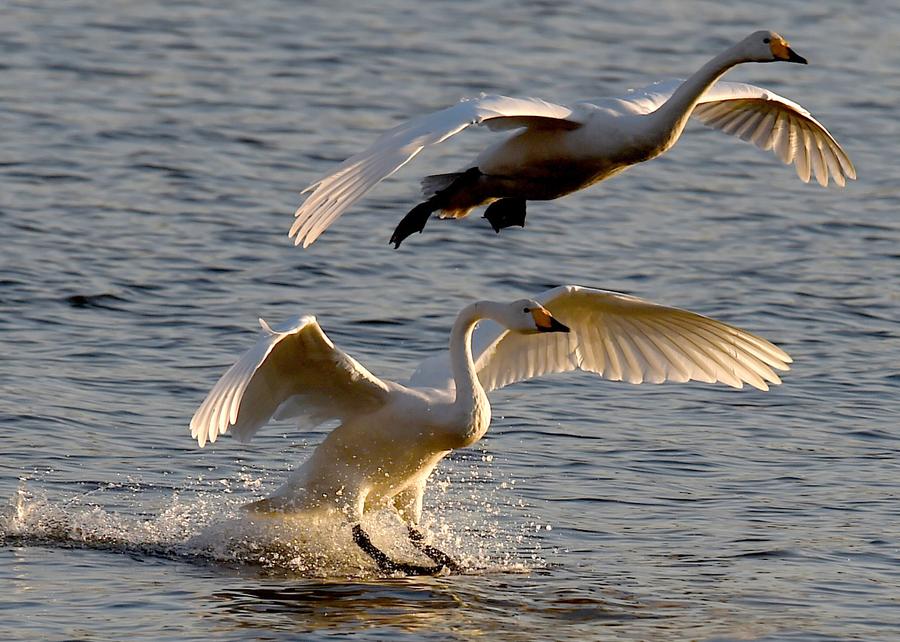 Swans leave freezing Siberia for sunny Henan