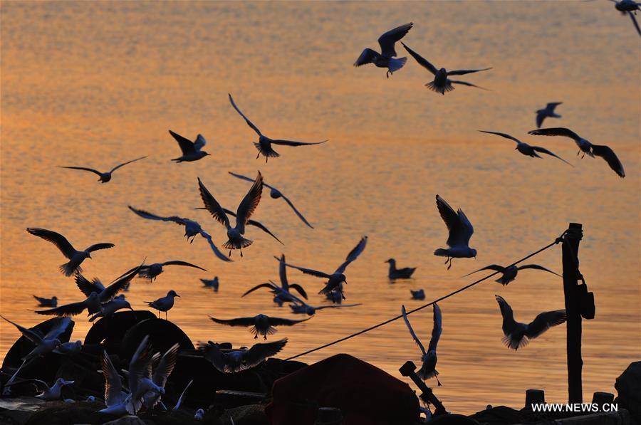 Seagulls seen in evening glow in E China's Shandong