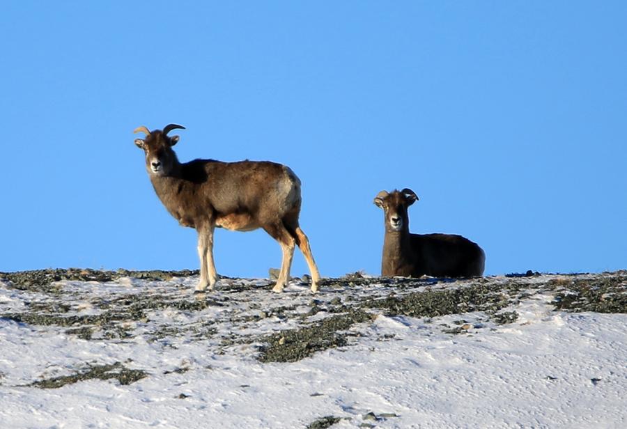 Aletai in Xinjiang sees steady increase in wildlife