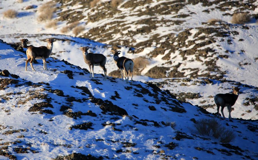 Aletai in Xinjiang sees steady increase in wildlife