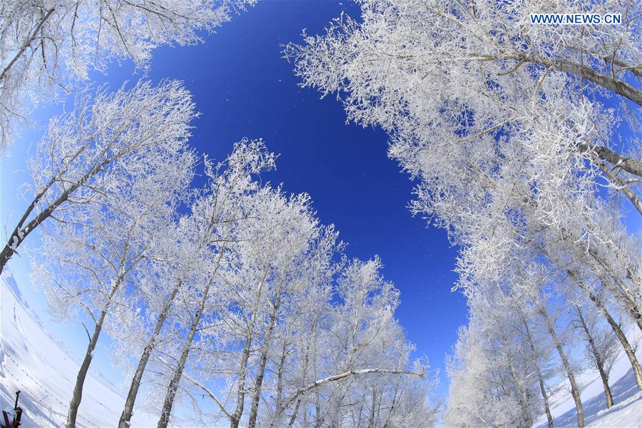 Gorgeous rime scenery in China's Xinjiang