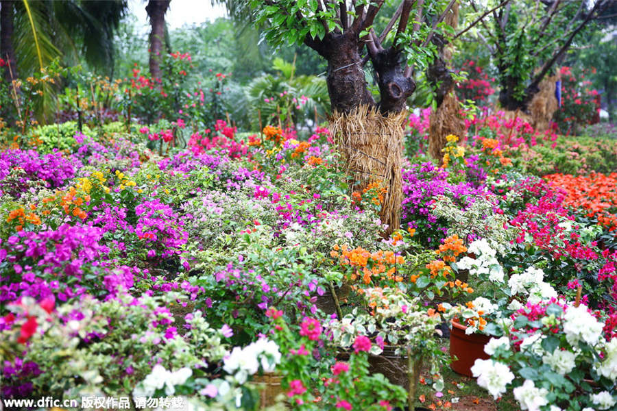 Hainan bougainvilleas add color to coming Spring Festival