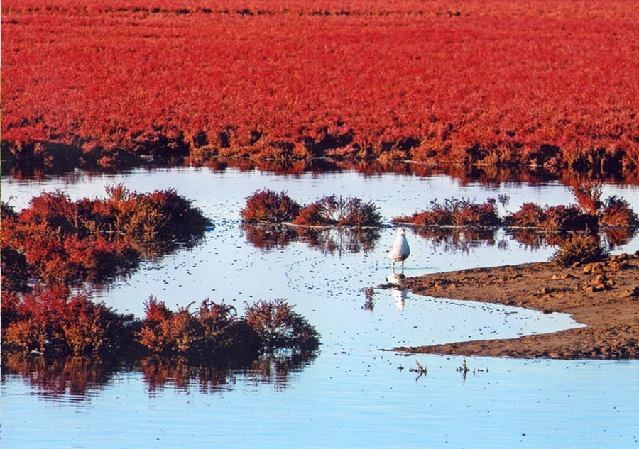 China's most beautiful wetlands